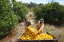 Plantação de laranjas. Nova América da Colina,09/10/2019 Foto:Jaelson Lucas / AEN