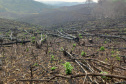 Operação Mata Atlântica em Pé aplicou R$ 15,6 milhões em multas por desmatamento ilegal . Foto: SESP
