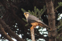 Alunos da UENP catalogam 91 espécies de aves em Bandeirantes. Foto: UENP