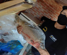 Cumprimento a denúncia sobre comercialização ilegal de peixes nativos - Curitiba, 17/02/2022