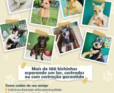 Portos do Paraná promove campanha #meadota no Dia Mundial dos Animais de Rua