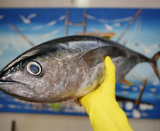 Vigilância Sanitária alerta sobre cuidados na compra de pescados para a Semana Santa