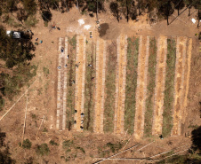 APP Paraná Mais Verde facilita pedido de mudas de árvores nativas para o IAT