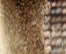 Com boa qualidade dos grãos, produtores de feijão já comercializaram 90% da 1ª safra
