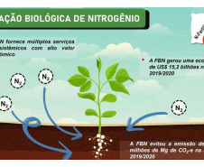 Fixação biológica de nitrogênio gera lucro e benefício ambiental