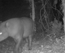 Estudo registra populações de grandes mamíferos em áreas da Copel na Serra do Mar