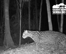 Estudo registra populações de grandes mamíferos em áreas da Copel na Serra do Mar