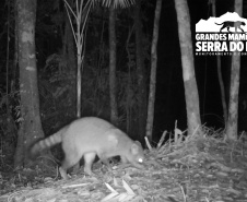 Estudo registra populações de grandes mamíferos em áreas da Copel na Serra do Mar