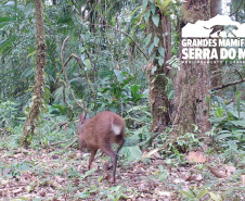 Estudo registra populações de grandes mamíferos em áreas da Copel na Serra do Mar