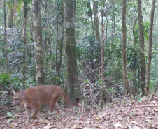 Estudo registra populações de grandes mamíferos em áreas da Copel na Serra do Mar