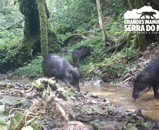 Estudo registra populações de grandes mamíferos em áreas da Copel na Serra do Mar