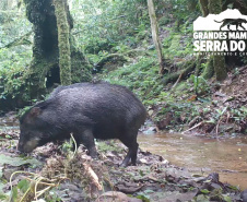 Estudo registra populações de grandes mamíferos em áreas da Copel na Serra do Mar