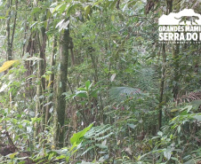 Estudo registra populações de grandes mamíferos em áreas da Copel na Serra do Mar