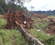 Fiscais do Instituto Água e Terra (IAT) detectaram 245,42 hectares de vegetação nativa retirada ilegalmente e emitiram 167 Autos de Infração Ambiental no Sudoeste do Paraná