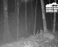 Estudo registra populações de grandes mamíferos em áreas da Copel na Serra do Mar