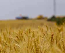 Brasil reduz importação de trigo no primeiro semestre; Paraná tem leve aumento nas exportações