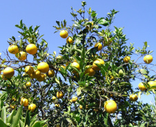 Estudo conduzido por técnicos do IDR indica melhores opções de laranja-pera para agricultura