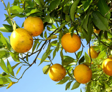 Estudo conduzido por técnicos do IDR indica melhores opções de laranja-pera para agricultura