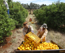 Estudo conduzido por técnicos do IDR indica melhores opções de laranja-pera para agricultura
