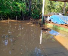 Danificado pela chuva, o viveiro do IAT em Pitanga perdeu cerca de 60% da produção de mudas.