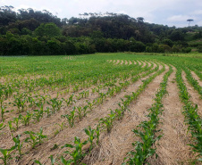 IDR-Paraná lança Nota Técnica alertando para cuidados com o solo e a água