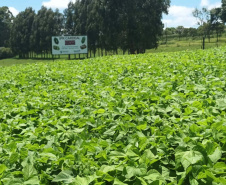 IDR-Paraná lança nesta terça-feira nova cultivar de feijão em Pato Branco