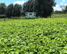 IDR-Paraná lança nesta terça-feira nova cultivar de feijão em Pato Branco