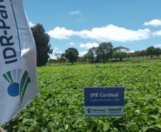 IDR-Paraná lança nesta terça-feira nova cultivar de feijão em Pato Branco