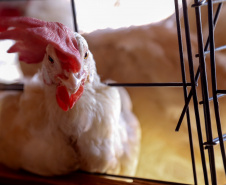 Secretários da Agricultura pedem ao Ministério rigor nas regras contra influenza aviária