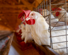 Secretários da Agricultura pedem ao Ministério rigor nas regras contra influenza aviária