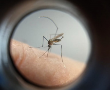 MOSQUITO DENGUE