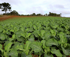 PLANTAÇÃO HORTALIÇAS