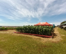 Dias de Campo divulgam inovação e boas práticas agrícolas no Oeste do Paraná