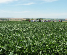 Dias de Campo divulgam inovação e boas práticas agrícolas no Oeste do Paraná