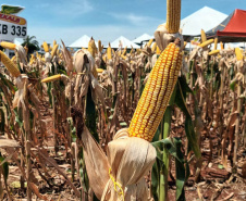 Dias de Campo divulgam inovação e boas práticas agrícolas no Oeste do Paraná