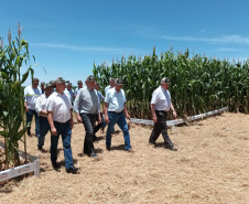 Dias de Campo divulgam inovação e boas práticas agrícolas no Oeste do Paraná