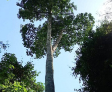  Árvores centenárias são o charme do Parque São Camilo.