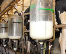 -Boletim Agropecuário analisa os preços do leite no Paraná