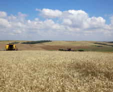 colheita de trigo