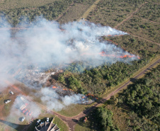 Ação de controle do pinus limpou em junho 11,2 hectares do Parque Estadual de Vila Velha