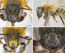 Docente da Unicentro descobre nova espécie de abelha no Parque Municipal das Araucárias