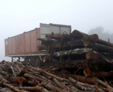 Técnicos do IAT aplicaram quase R$ 7 milhões em multa por desmatamento ilegal na região de Guarapuava.