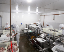 Com tilápia em alta, exportação paranaense de pescados cresceu 20% no 1º semestre de 2024