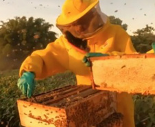 Abelhas produzem mel e aumentam a produção de grãos no Noroeste