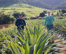 Abacaxi orgânico é a aposta de produtores do Noroeste