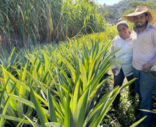 Abacaxi orgânico é a aposta de produtores do Noroeste