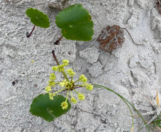 IAT NOVA VEGETAÇÃO MATINHOS