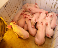 Com destaque para grãos e proteínas animais, VBP mostra vocações regionais e diversidade do agro do Paraná