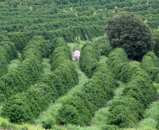 Governo renova Fundo de Aval Rural para garantia em financiamentos à agricultura familiar