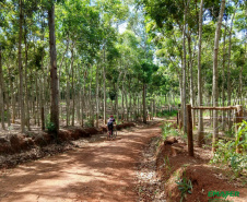 Além das conhecidas caminhadas internacionais da natureza, o Instituto Paranaense deAssistência Técnica e Extensão Rural (Emater-PR), em parceria com o Instituto AndaBrasil, também coordena no Paraná as pedaladas da natureza. Na foto, imagem do percurso natureza e produção rural em Ribeirão Claro  -  Foto: Marina P P Lima /Emater